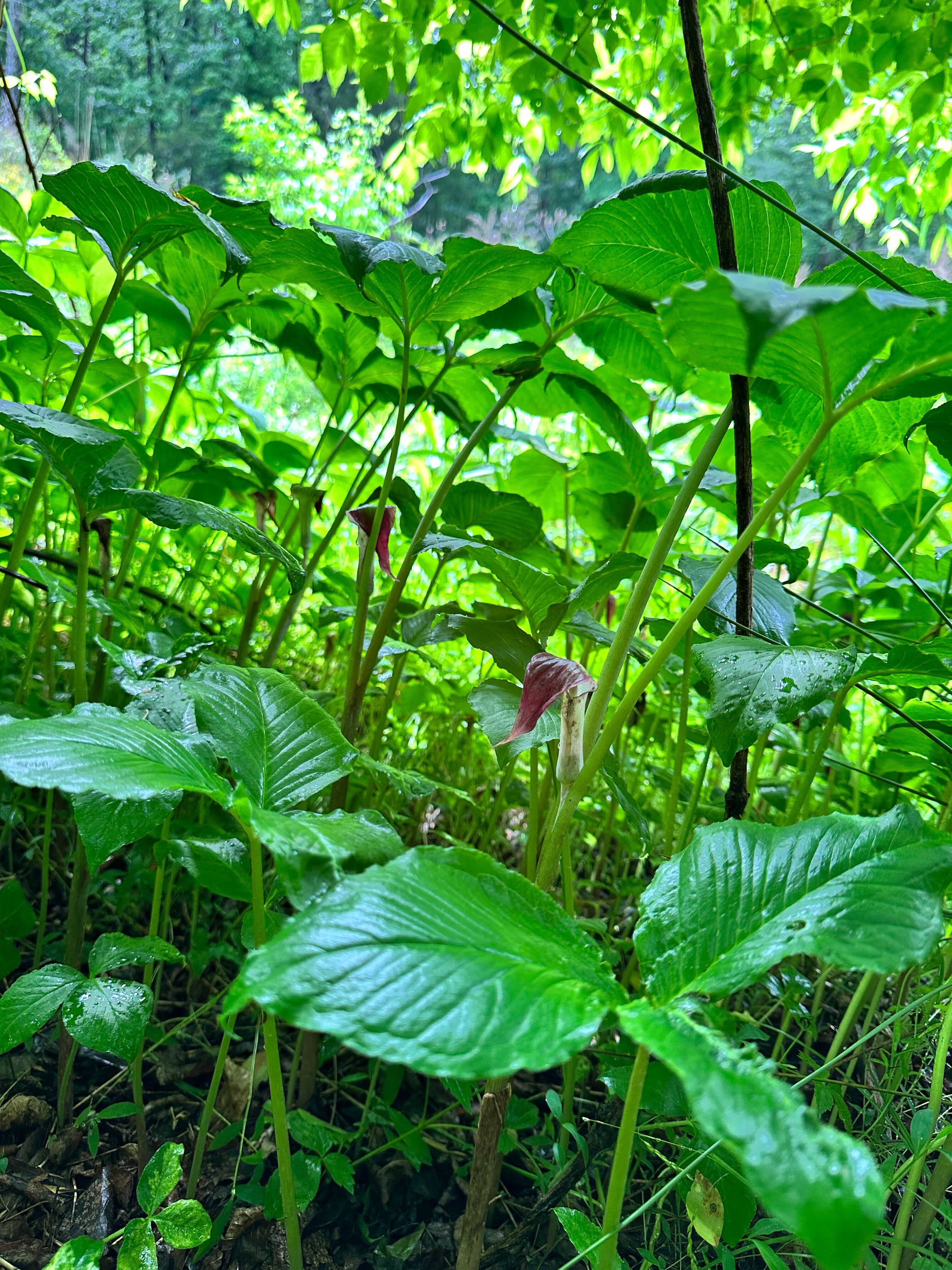 Jack-in-the-pulpit plants living in the hardwood forest of 40 Acre Rock.